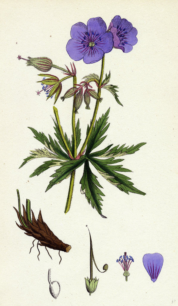 Detail of Geranium Pratense Blue Meadow Crane's-Bill by Anonymous