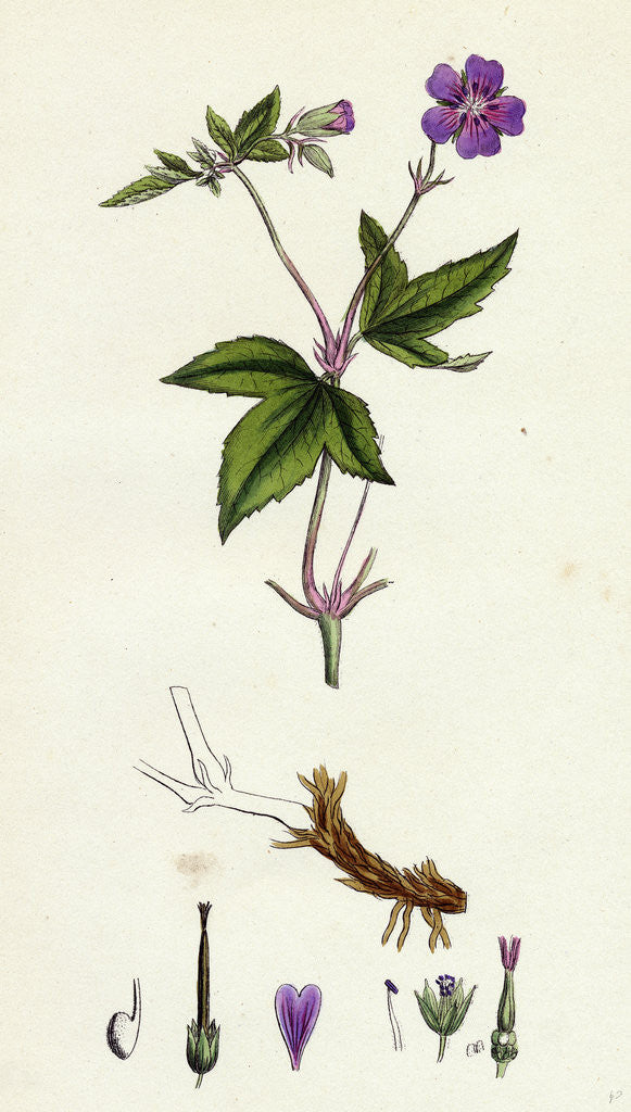 Detail of Geranium Nodosum Knotty Crane's-Bill by Anonymous