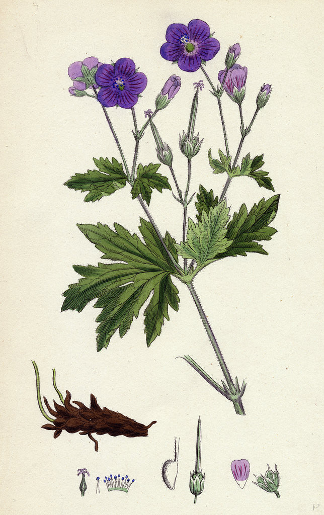Detail of Geranium Sylvaticum Wood Crane's-Bill by Anonymous