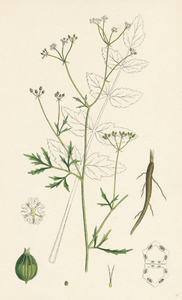 Detail of Sison Amomum Hedge Stonewort by Anonymous