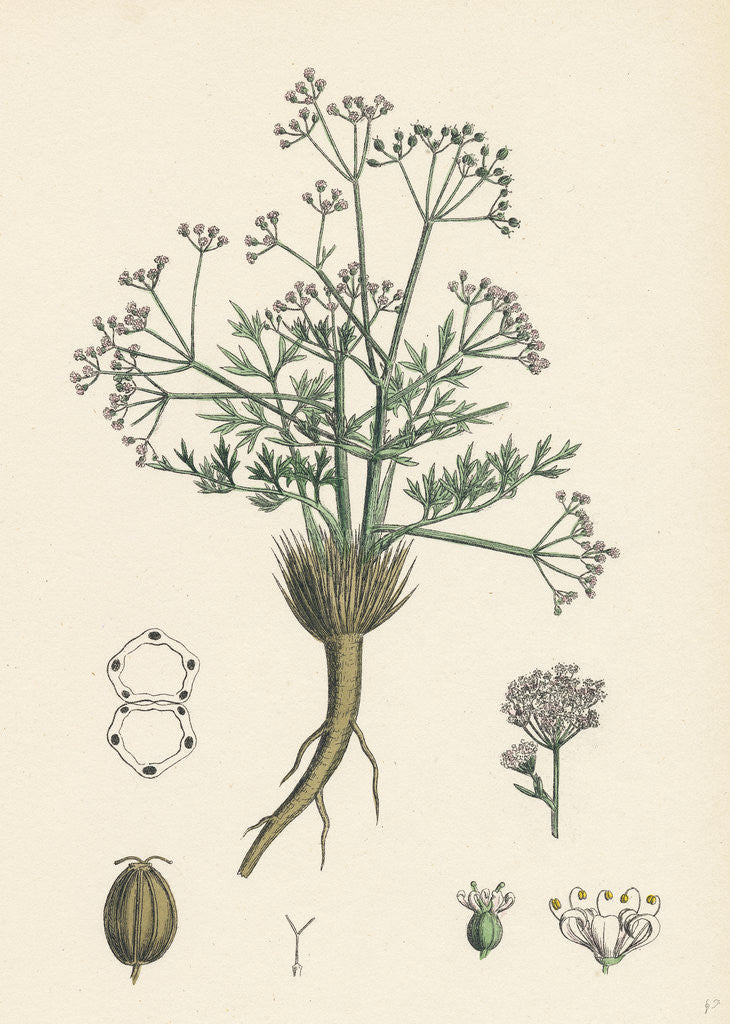 Detail of Trinia Vulgaris Glabrous Stonewort by Anonymous