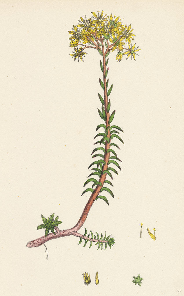 Detail of Sedum Eu-Reflexum Yellow Stone-Crop by Anonymous