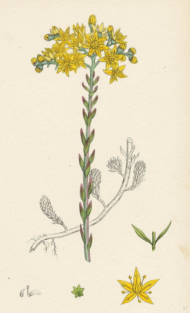 Detail of Sedum Elegans Rock Stone-Crop by Anonymous