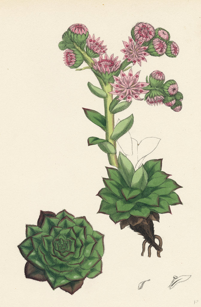 Detail of Sempervivum Tectorum Common House-Leek by Anonymous