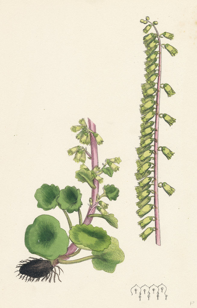 Detail of Cotyledon Umbilicus Common Navel-Wort by Anonymous