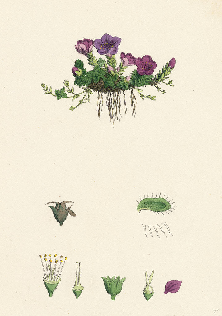 Detail of Saxifraga Oppositifolia Purple Mountain Saxifrage by Anonymous