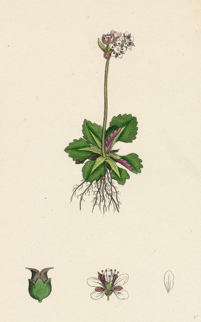 Detail of Saxifraga Nivalis Alpine Clustered Saxifrage by Anonymous