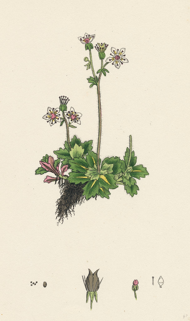 Detail of Saxifraga Stellaris Starry Saxifrage by Anonymous