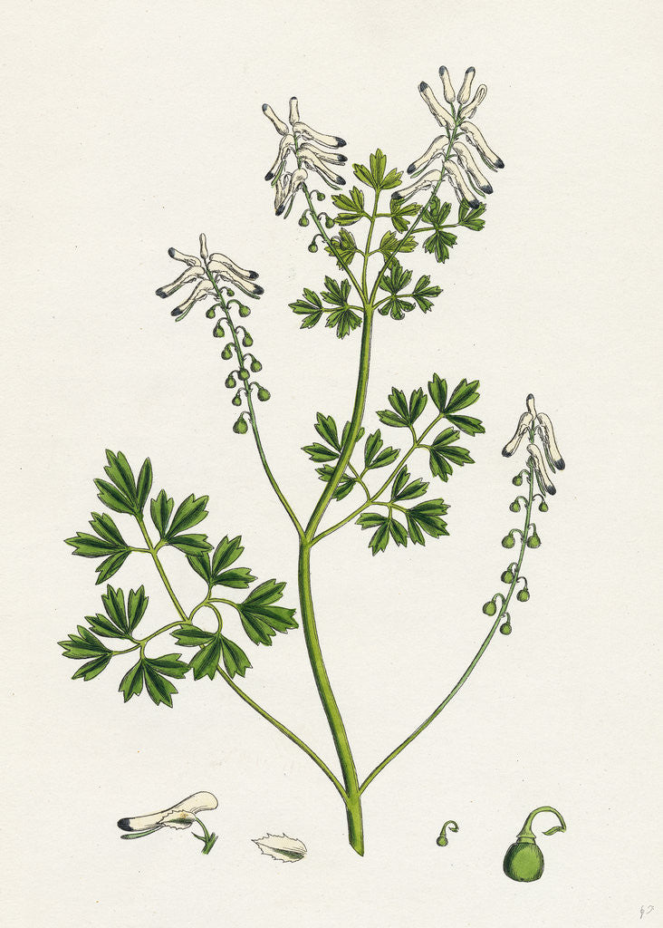 Detail of Fumaria Pallidiflora Pale Flowered Fumitory by Anonymous