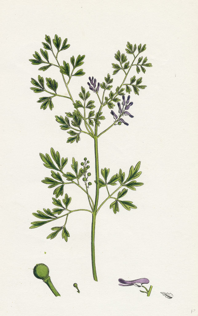 Detail of Fumaria Muralis Rampant Fumitory by Anonymous