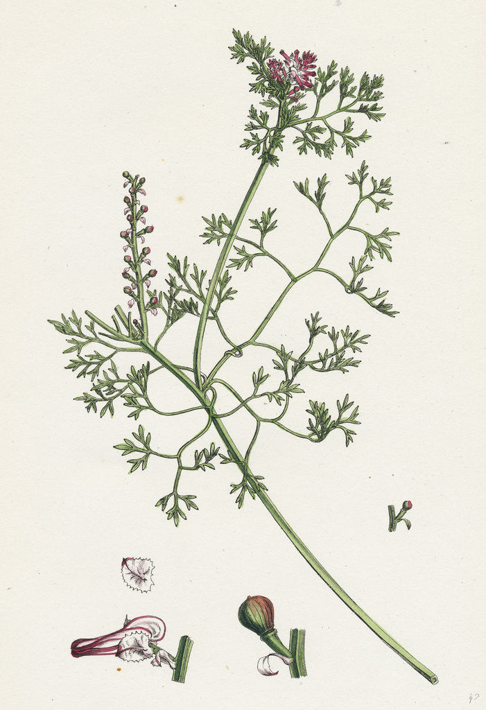Detail of Fumaria Micrantha Close-Flowered Fumitory by Anonymous