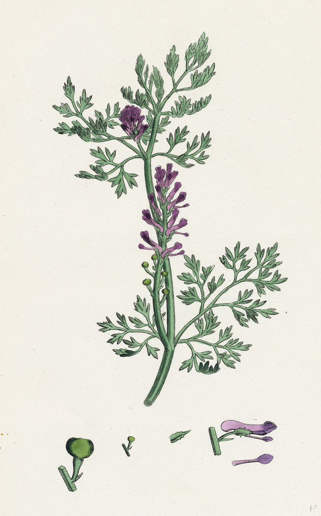 Detail of Fumaria Officinalis Common Fumitory- by Anonymous