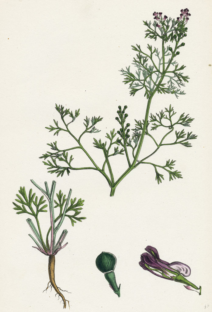 Detail of Fumaria Vaillantii Vaillant's Small-Flowered Fumitory- by Anonymous