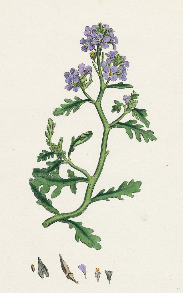 Detail of Cakile Maritima Sea Rocket by Anonymous