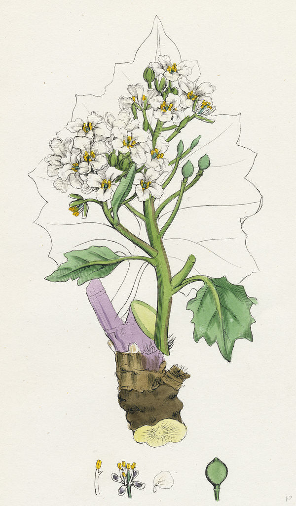 Detail of Crambe Maritima Sea Kale by Anonymous