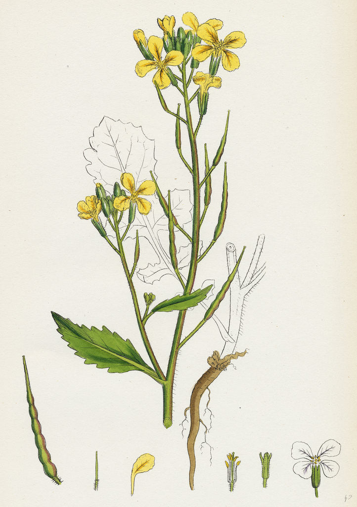 Detail of Raphanus Raphanistrum Wild Radish by Anonymous