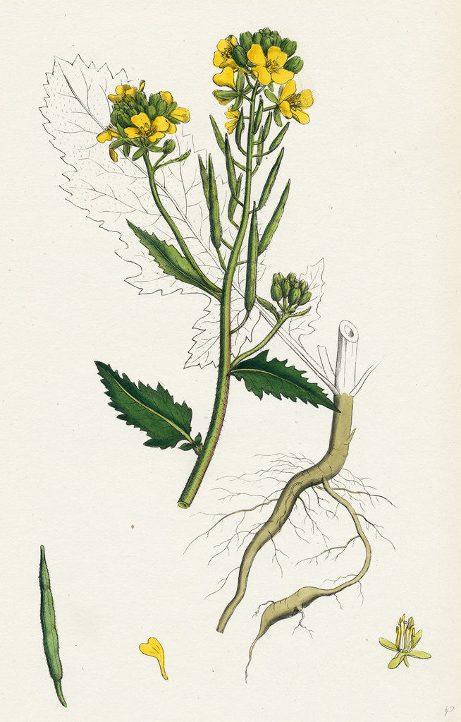 Detail of Brassica Sinapistrum Wild Mustard by Anonymous