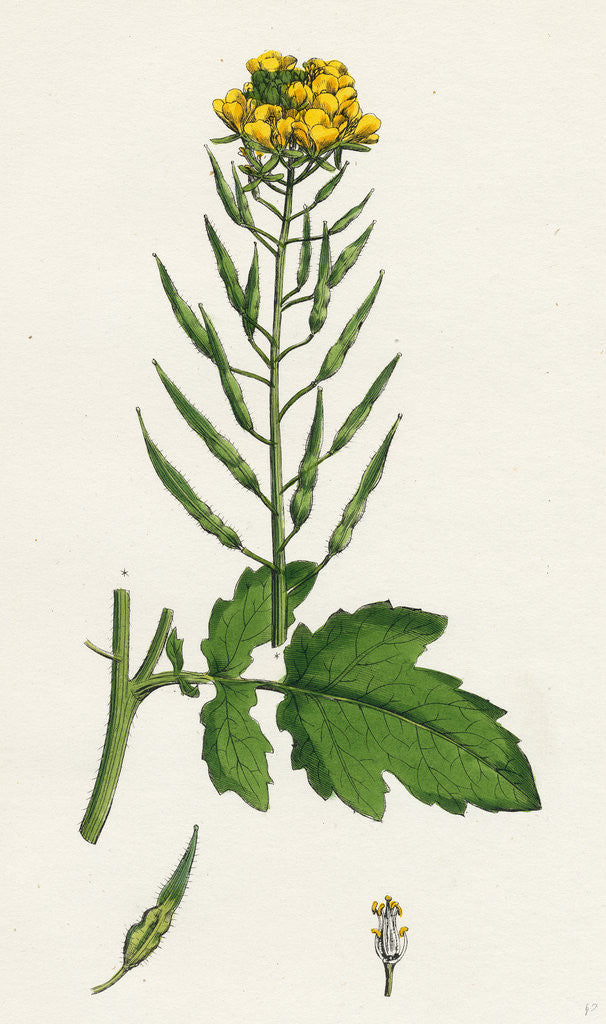 Detail of Brassica Alba White Mustard by Anonymous