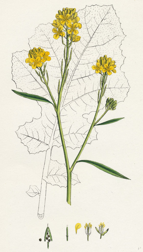 Detail of Brassica Nigra Black Mustard by Anonymous