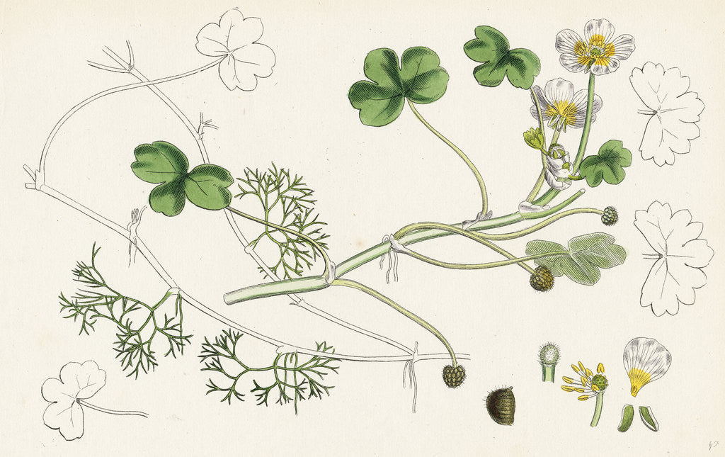 Detail of Ranunculus Peltatus Vulgaris Common Water-Crowfoot by Anonymous