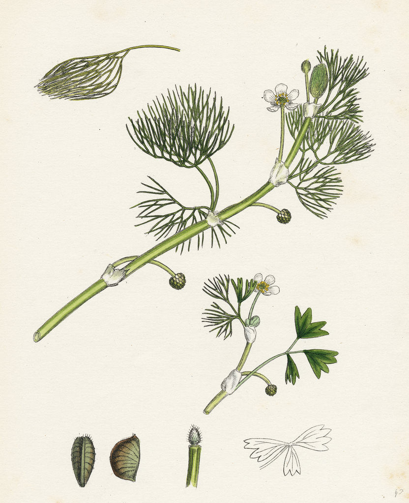 Detail of Ranunculus Drouetii Drouet's Water-Crowfoot by Anonymous