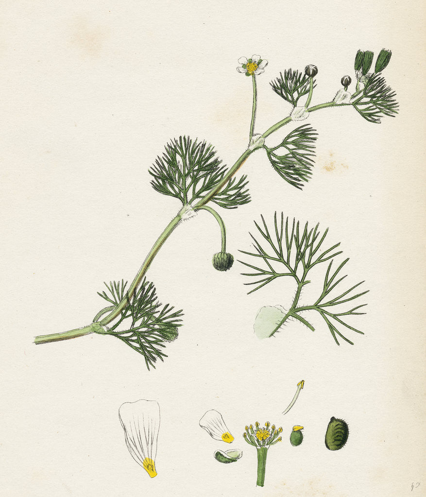 Detail of Ranunculus Trichophyllus Hair-Leaved Water-Crowfoot by Anonymous