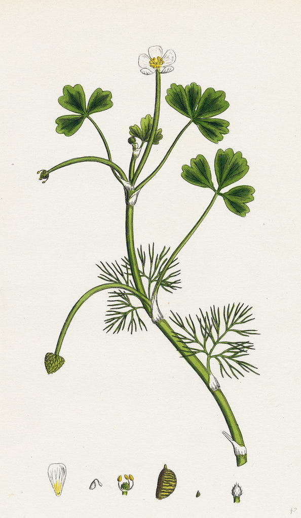 Detail of Ranunculus Baudottii Var. B Confusa by Anonymous