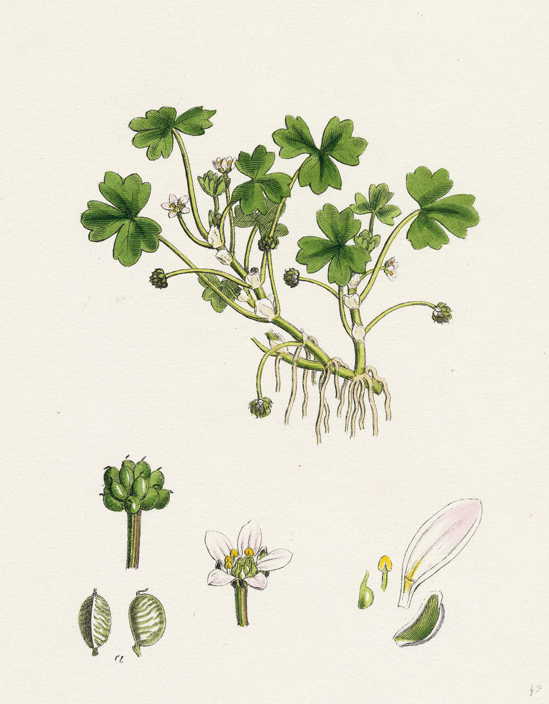 Detail of Ranunculus Tripartitus Three-Lobed Water-Crowfoot- by Anonymous