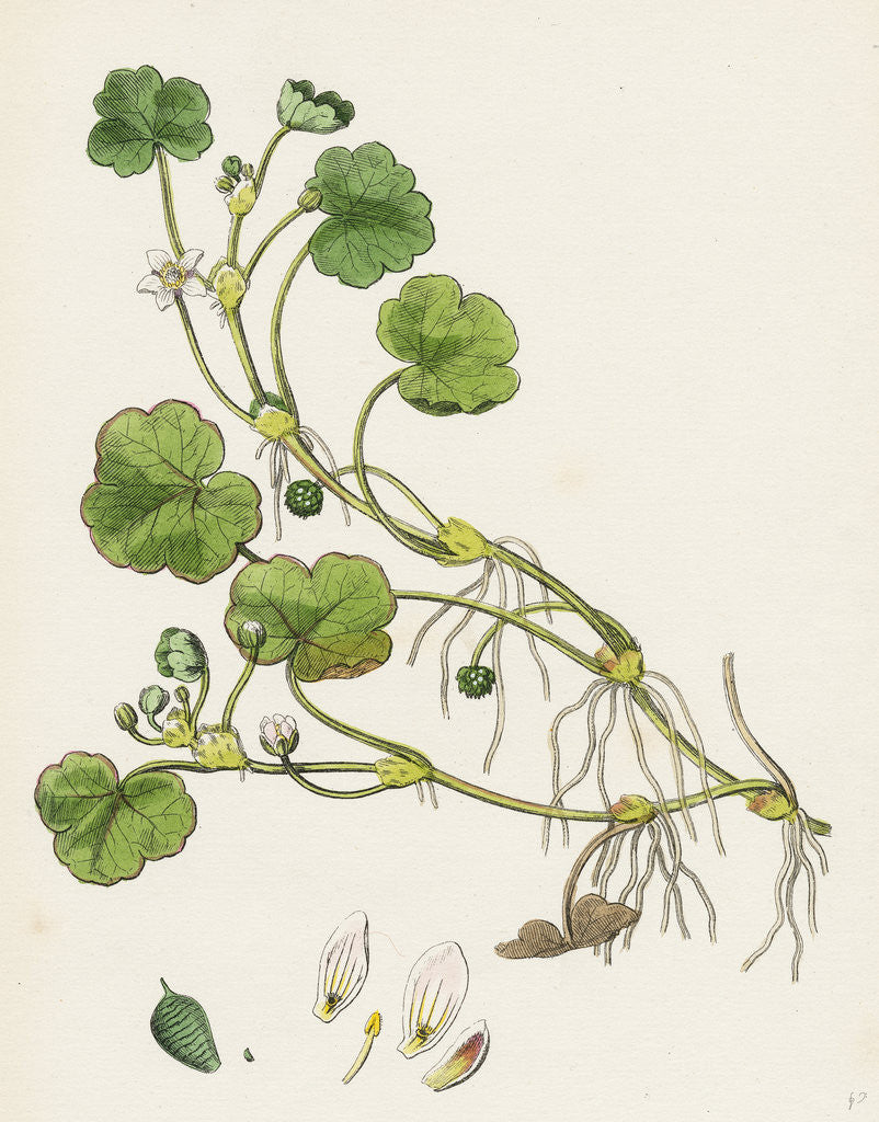 Detail of Ranunculus Lenormandi Lenormand's Water-Crowfoot by Anonymous