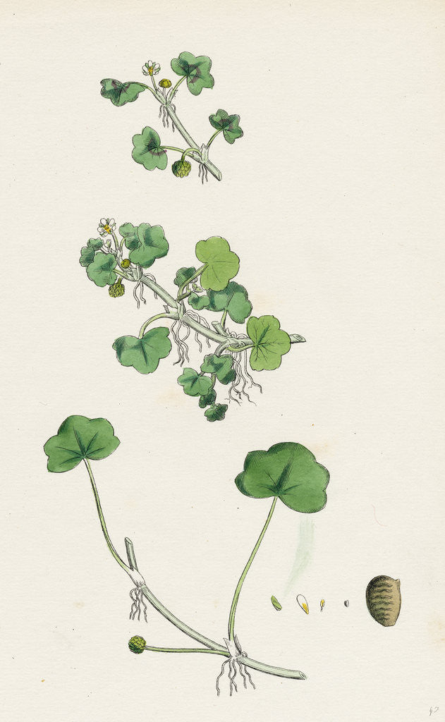 Detail of Ranunculus Hederaceus Ivy-Leaved Water-Crowfoot by Anonymous