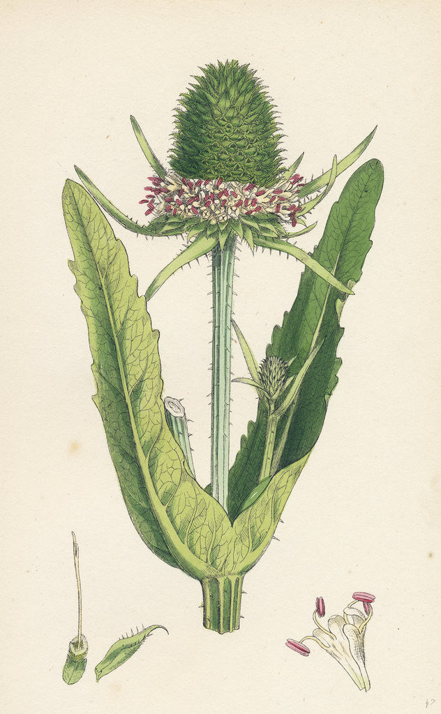 Detail of Dipsacus Fullonum Cultivated Teasel by Anonymous