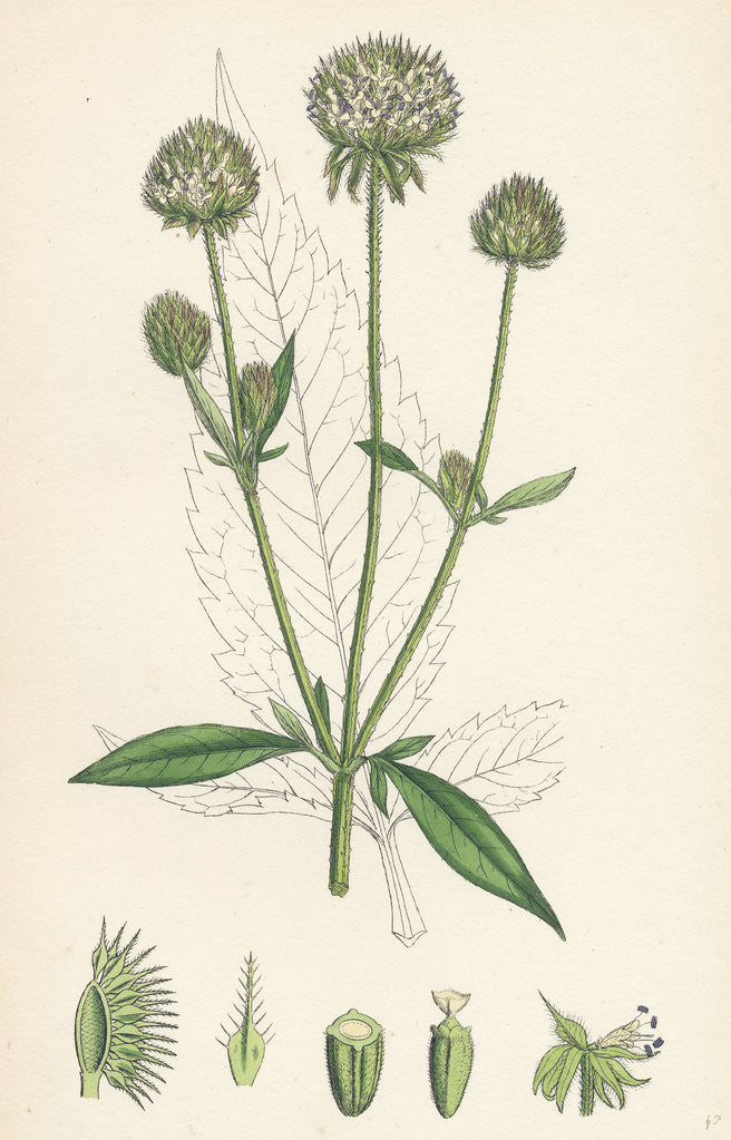 Detail of Dipsacus Pilosus Small Teasel by Anonymous