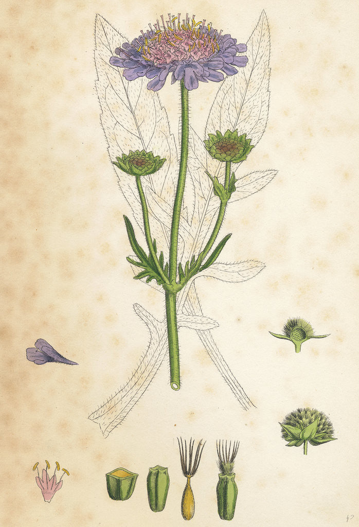 Detail of Scabiosa Arvensis Field Scabious by Anonymous
