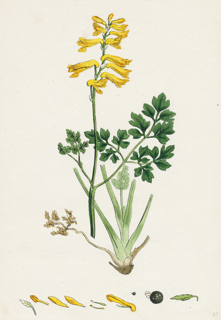 Detail of Corydalis Intea Yellow Fumitory by Anonymous