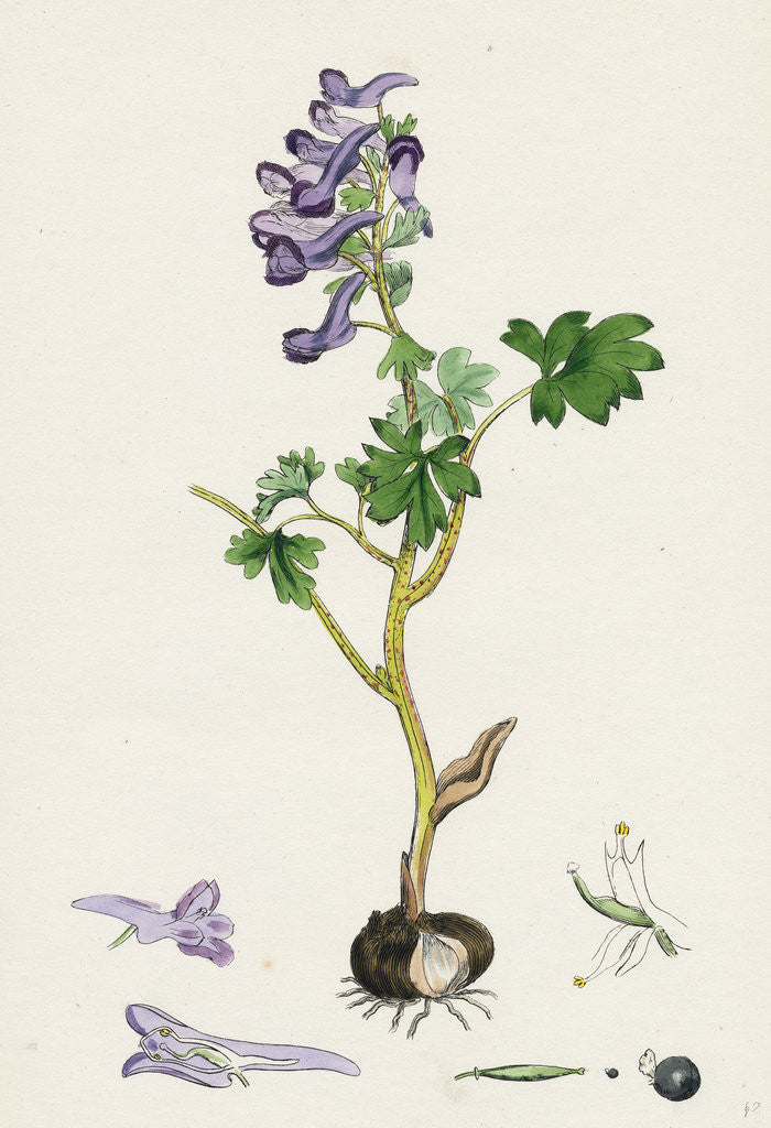 Detail of Corydalis Solida Solid Bulbous Fumitory by Anonymous