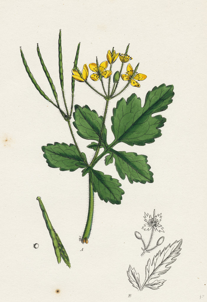 Detail of Chelidonium Majus Celandine by Anonymous