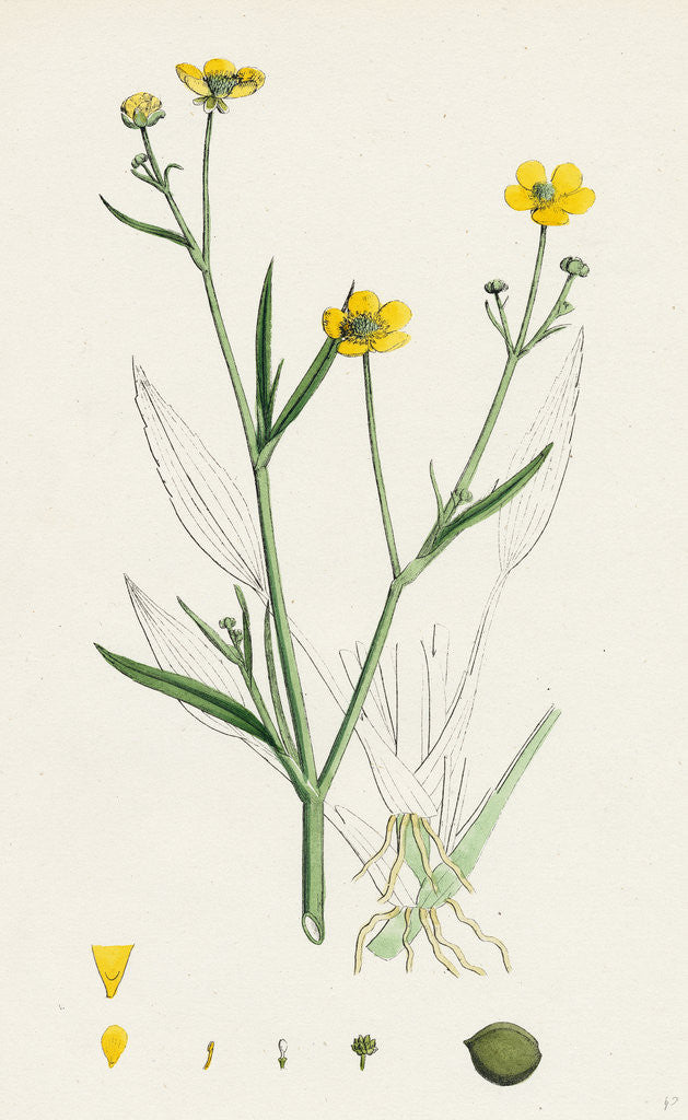 Detail of Ranunculus Eu-Flammula Lesser Spearwort by Anonymous