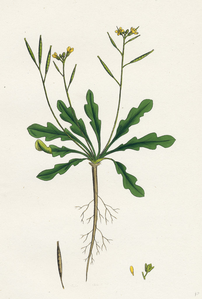 Detail of Brassica Viminea Small Sand Rocket by Anonymous