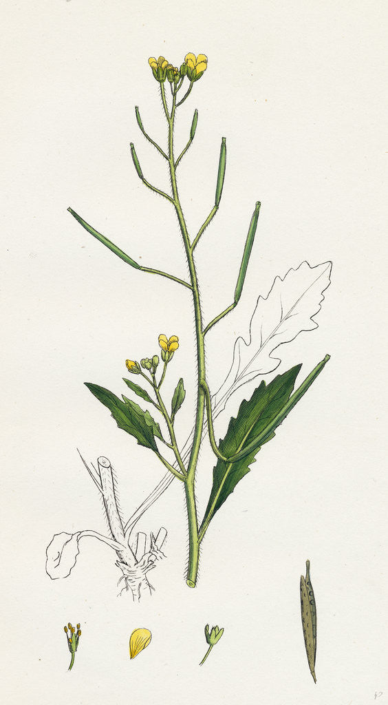 Detail of Brassica Muralis Common Sand Rocket by Anonymous