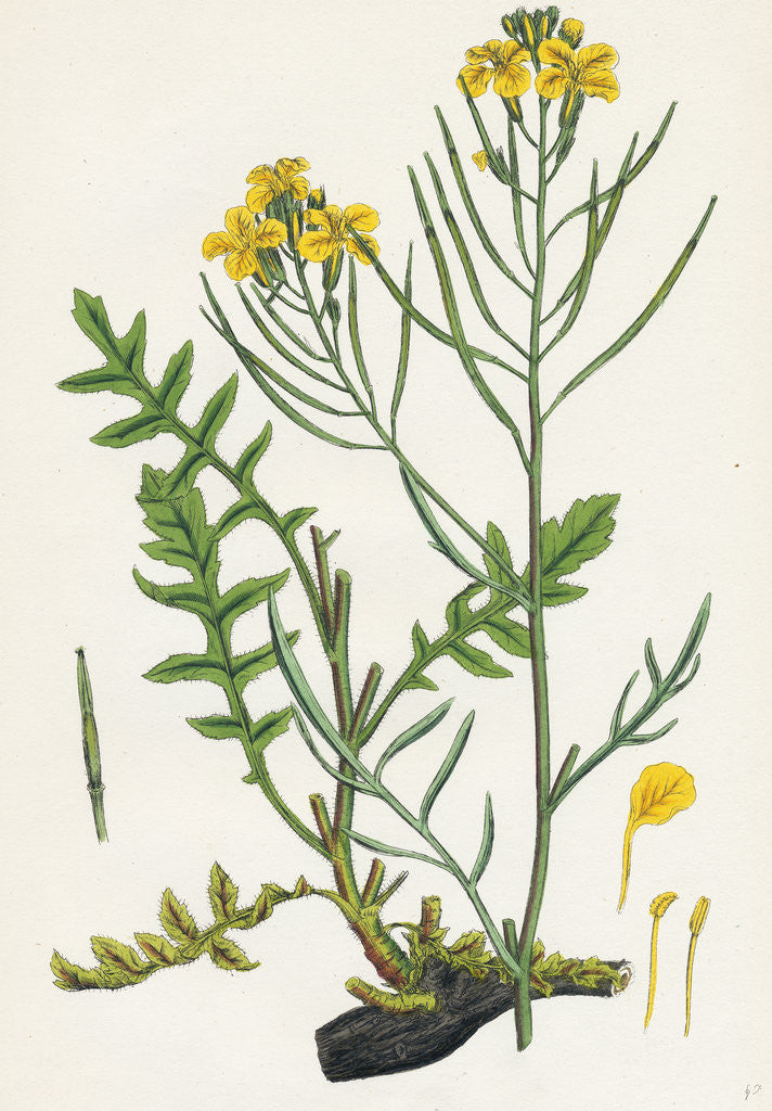 Detail of Brassica Cheiranthus Tall Wallflower-Cabbage by Anonymous