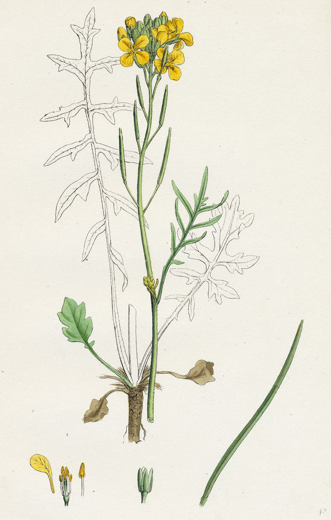 Detail of Brassica Eu-Monensis Dwarf Wallflower-Cabbage by Anonymous