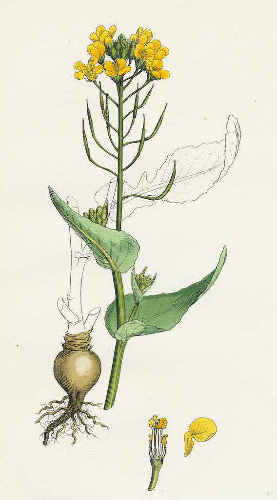 Detail of Brassica Rapa Common Turnip by Anonymous