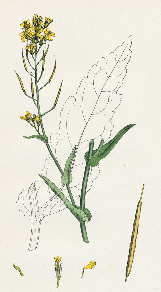 Detail of Brassica Napus Rape by Anonymous