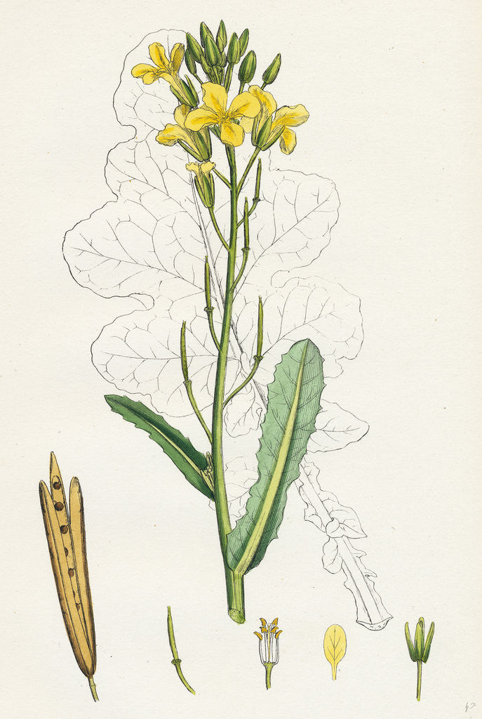 Detail of Brassica Oleracea Sea Cabbage by Anonymous