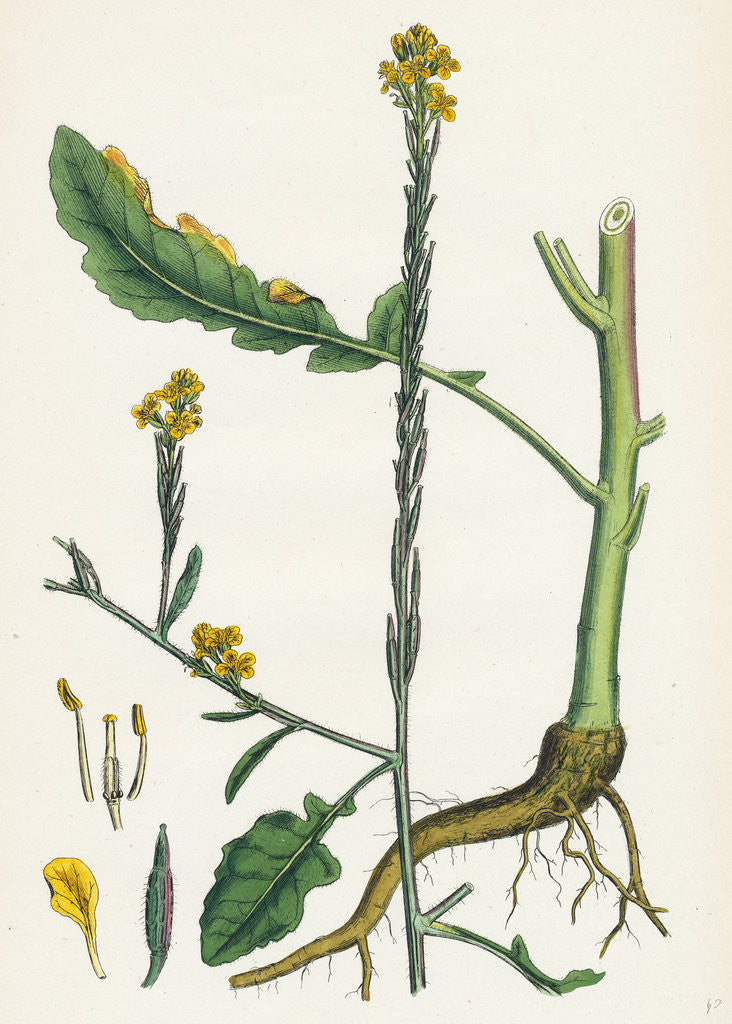 Detail of Brassica Adpressa Hoary Mustard by Anonymous