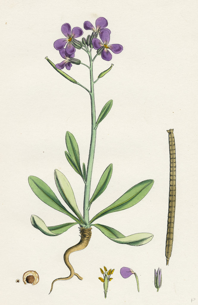 Detail of Matthiola Incana Hoary Shrubby Stock by Anonymous