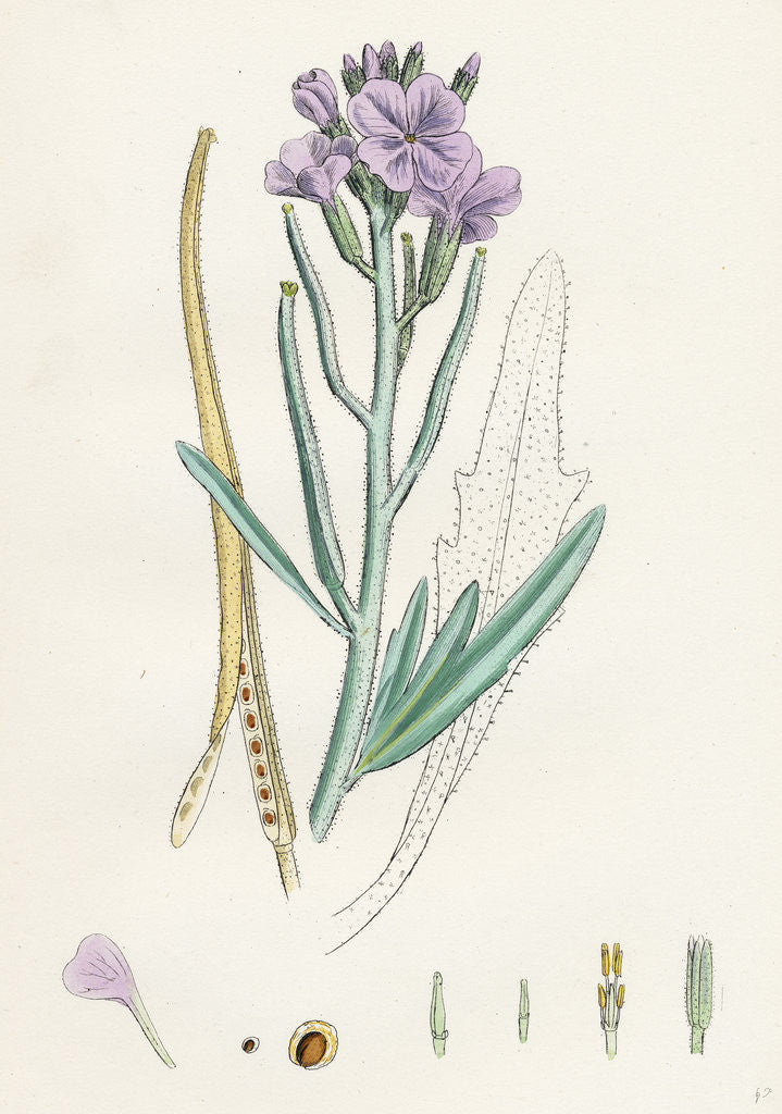 Detail of Matthiola Sinuata Sea Stock by Anonymous