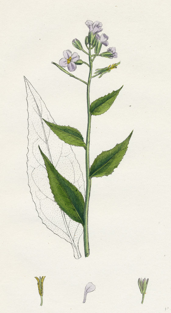 Detail of Hesperis Matronalis Dame's Rocket by Anonymous