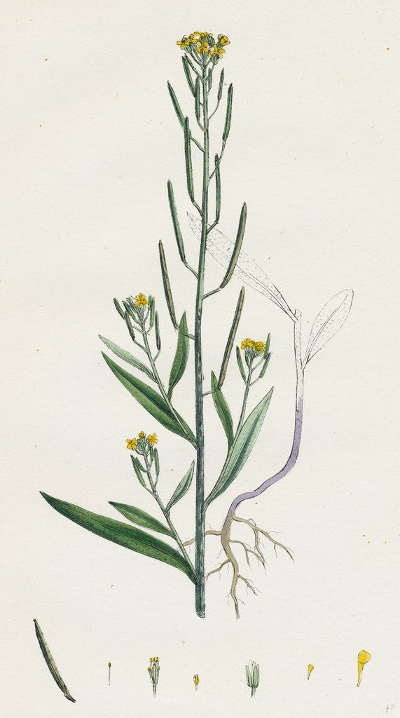 Detail of Erysimum Cheiranthoides Treacle Hedge-Mustard by Anonymous