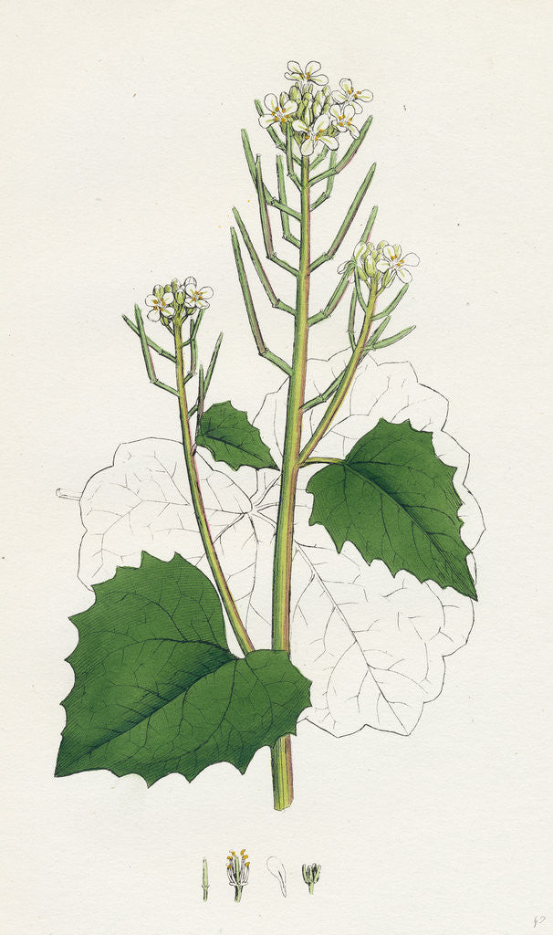 Detail of Sisymbrium Alliaria Garlic Hedge-Mustard by Anonymous